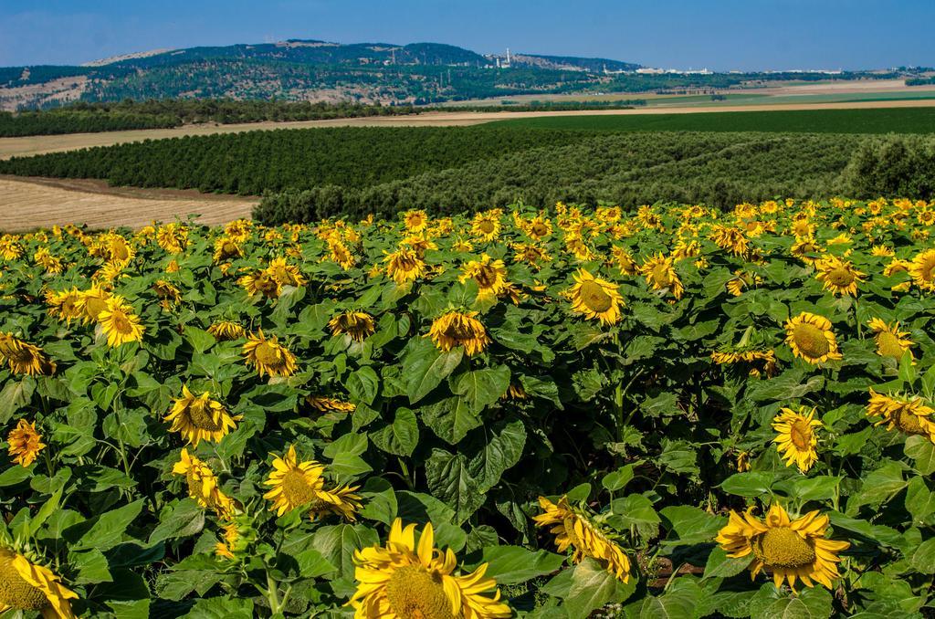 Galilee Best Location 'En Dor Eksteriør bilde